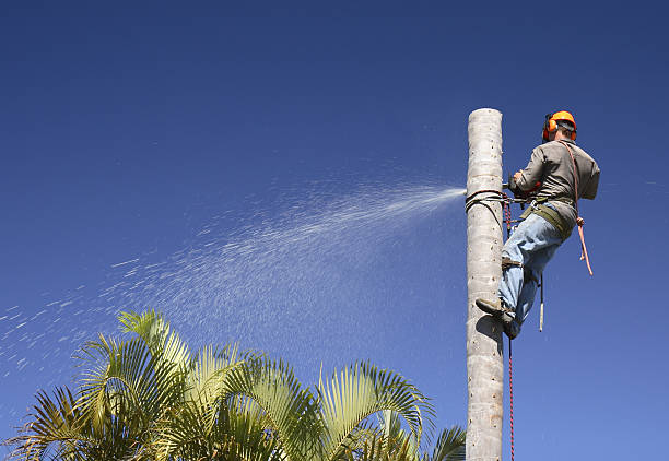 Buckhead, GA Tree Care Company