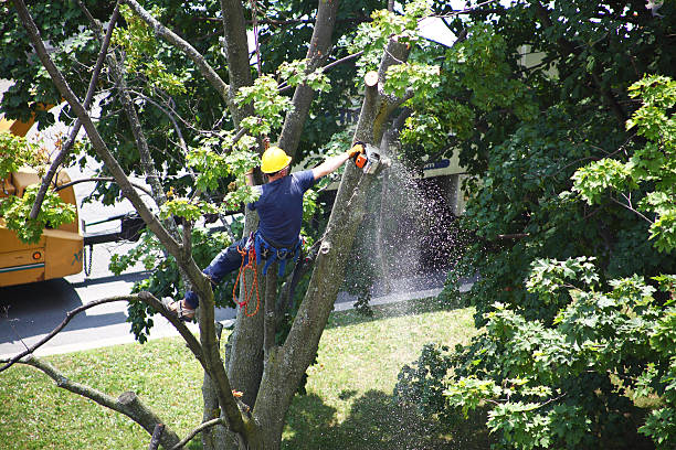 How Our Tree Care Process Works  in  Buckhead, GA